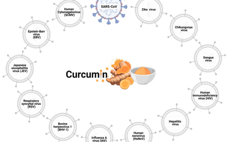  Curcumin as a Potential Treatment for COVID-19